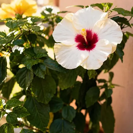 Apartament Arionos - Old Town Rhodes City